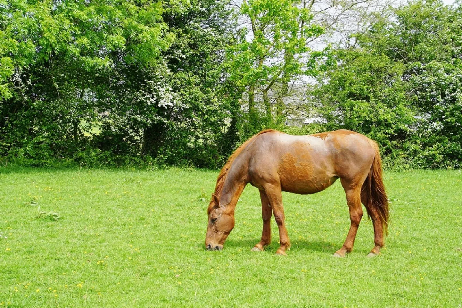 Pferd auf einer grünen Frühjahrsweide