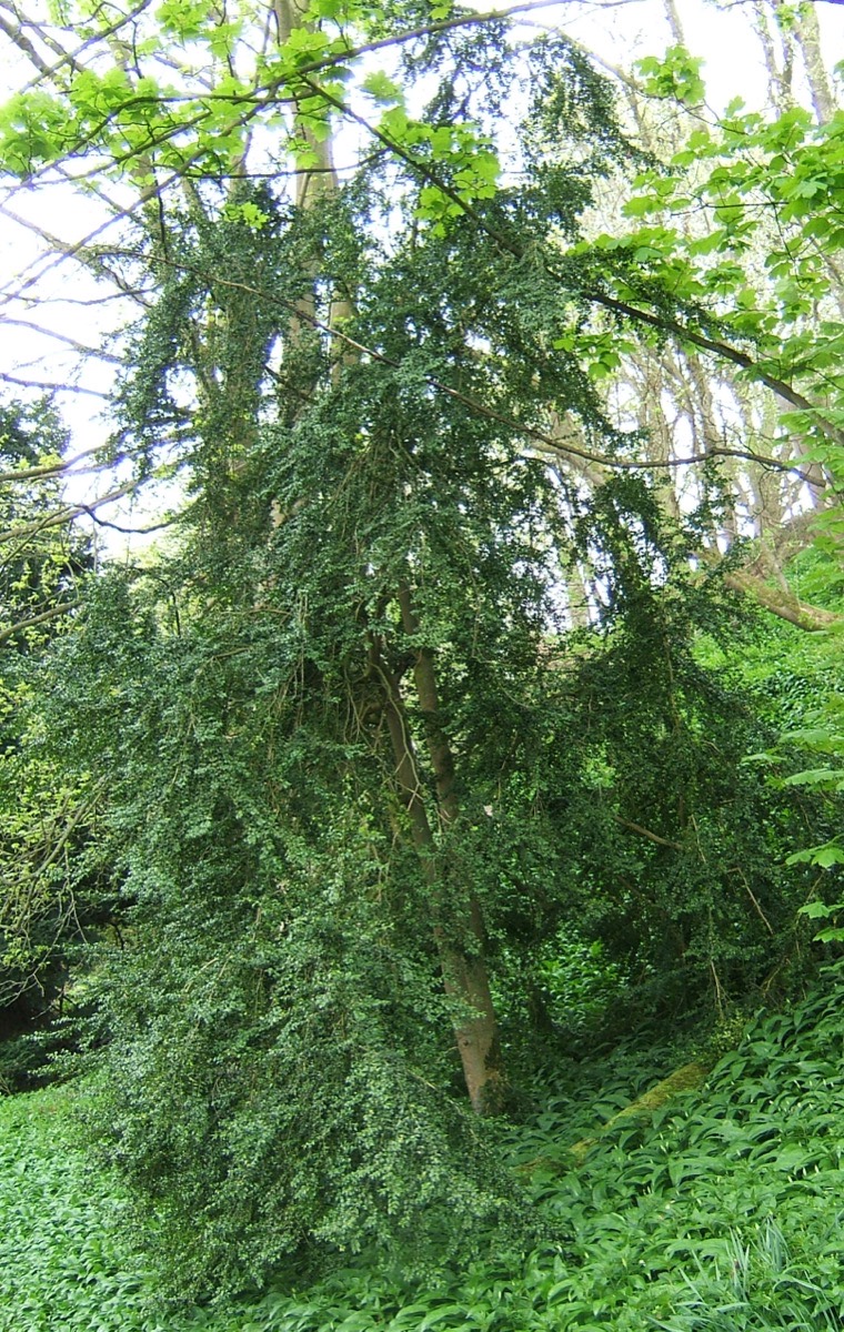 Buchsbaum mit kleinen, ledrigen, glänzend grünen Blättern