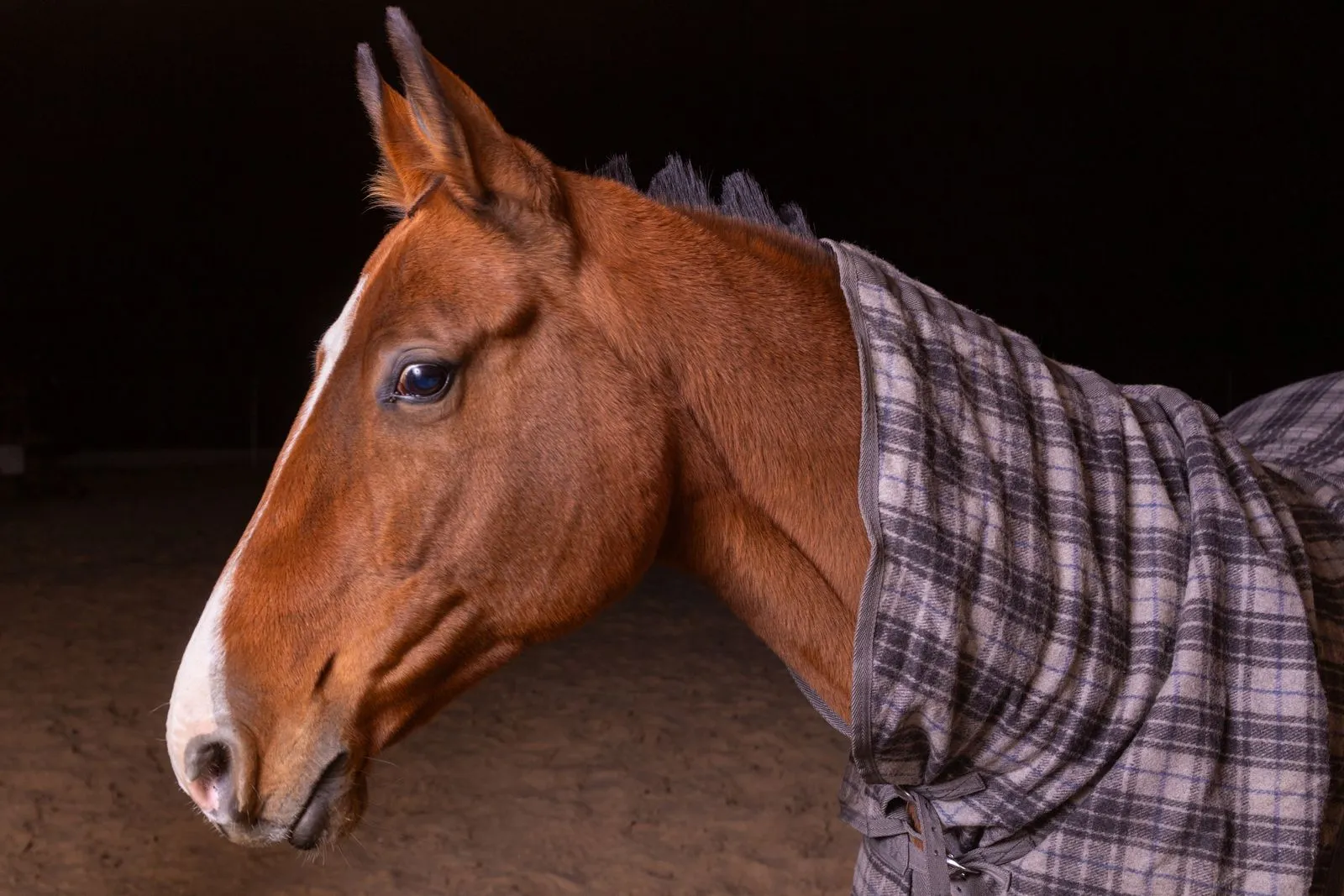 Pferd mit karierter Eindecke