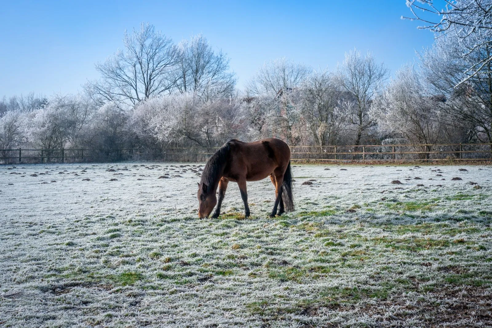 Pferd grast auf einer frostigen, sonnigen Wiese