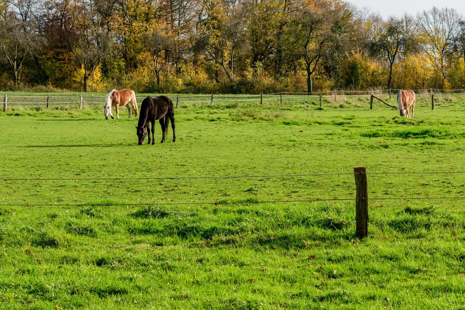 Pferde grasen auf einer herbstlichen Weide
