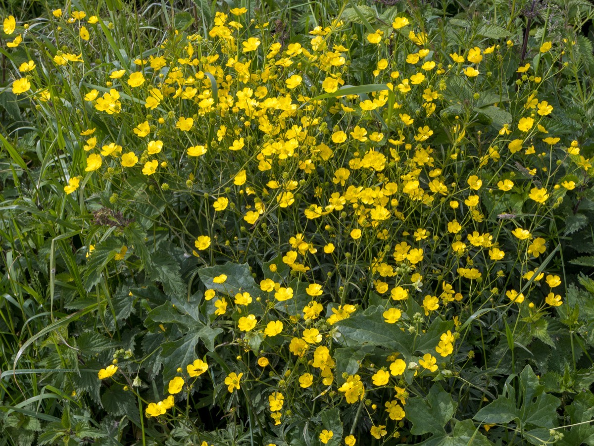 Scharfer Hahnenfuß mit glänzend gelben Blüten auf der Weide
