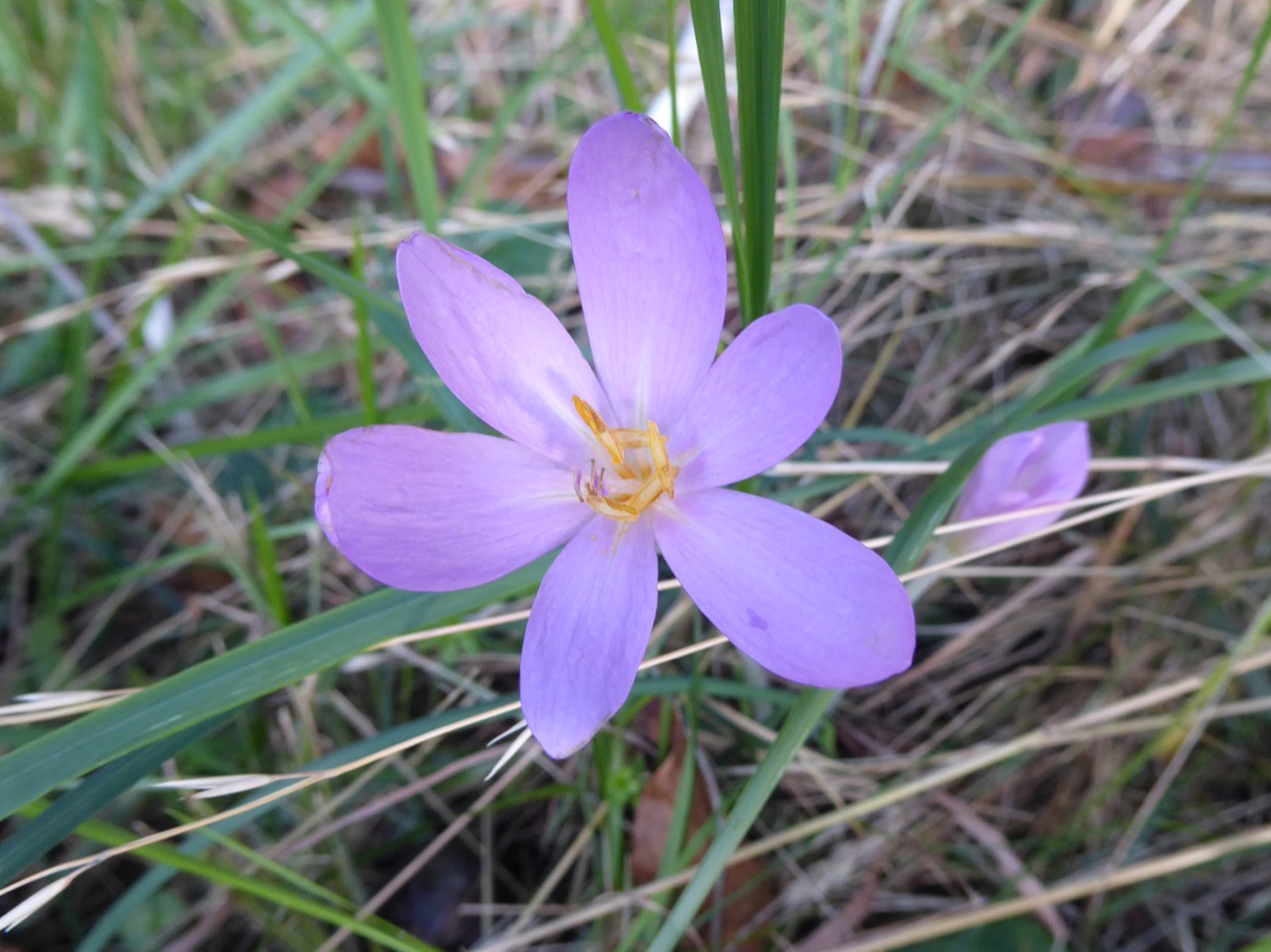 Herbstzeitlose mit hellvioletten, krokusähnlichen Blüten ohne Laub