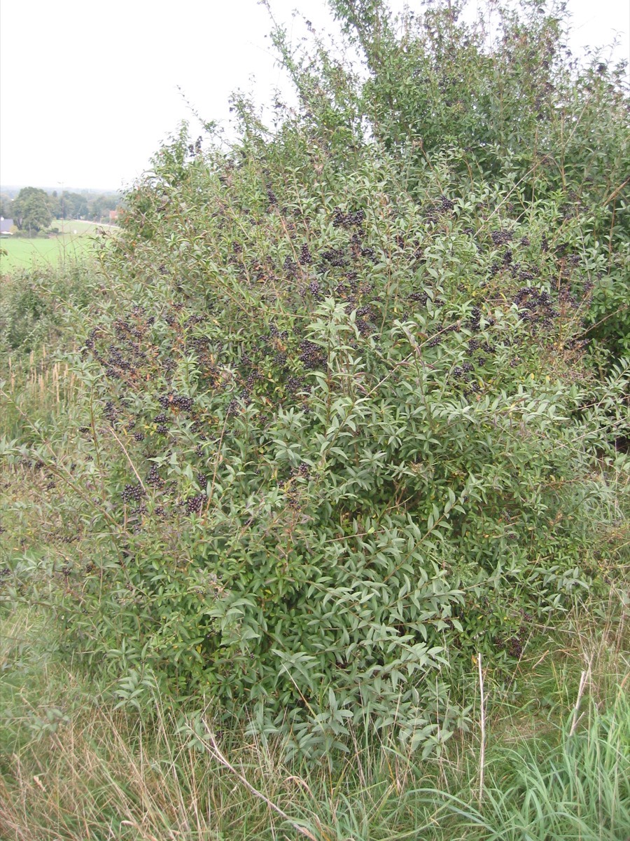 Liguster mit schmalen, glänzenden Blättern und schwarzen Beeren