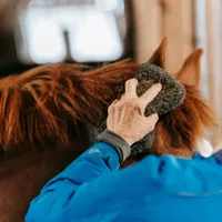 Gesundheits-Check beim Pferd: Worauf Sie täglich achten sollten