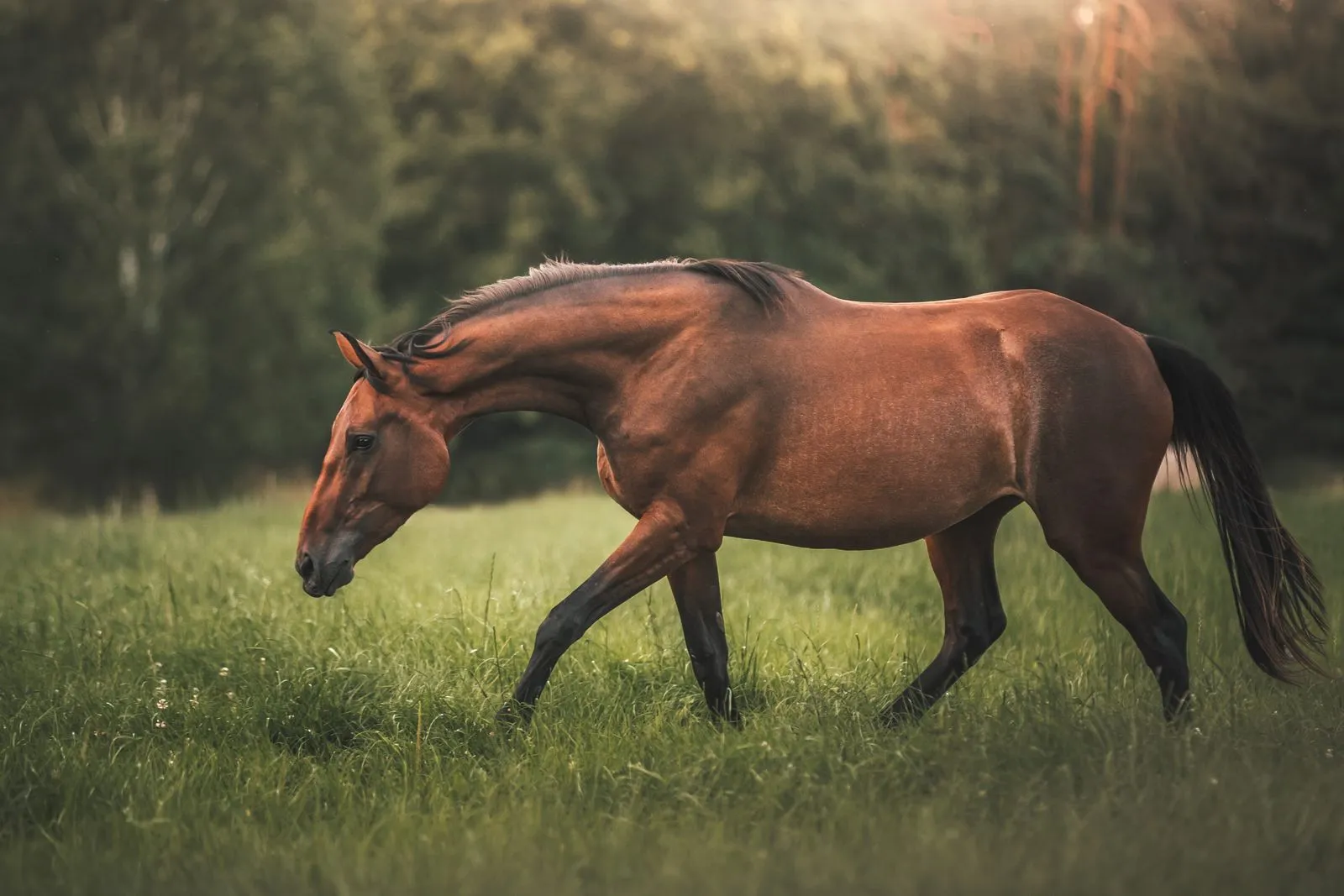 Braunes Pferd auf einer Wiese