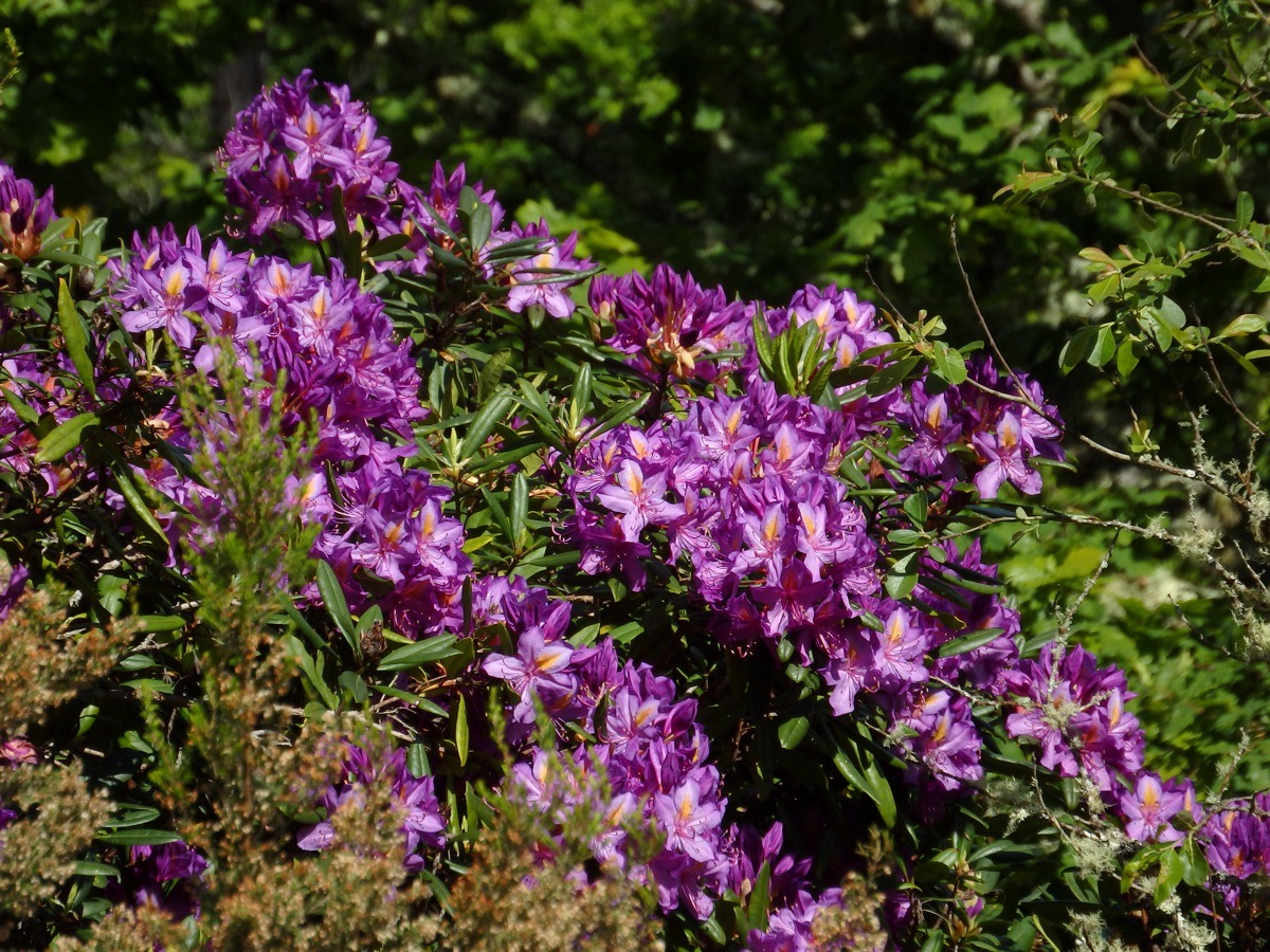 Rhododendron mit großen, ledrigen Blättern und rosa-violetten Blütentrauben