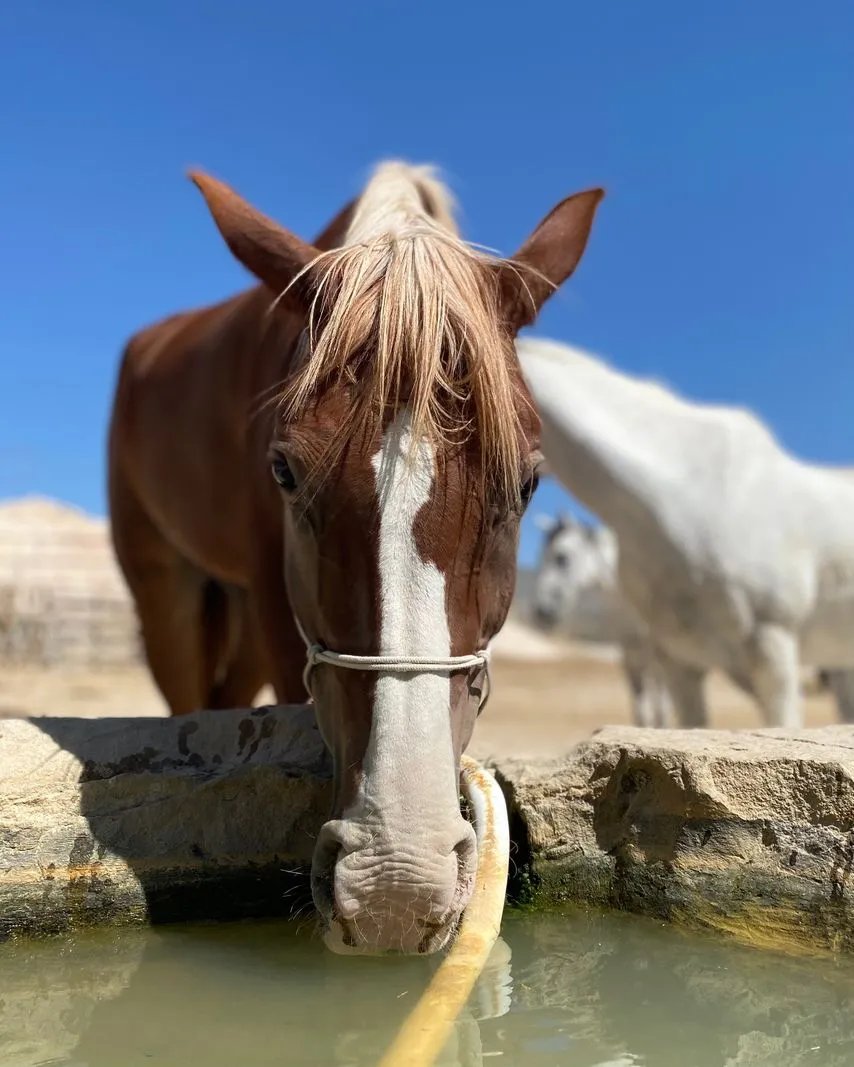 Pferd trinkt Wasser aus einem Trog